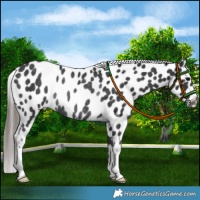 Horse Color:Black Near Leopard Rabicano 