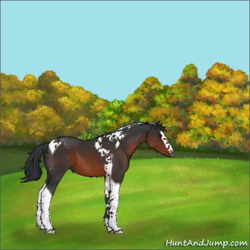 Horse Color:Brown Splash Tobiano 