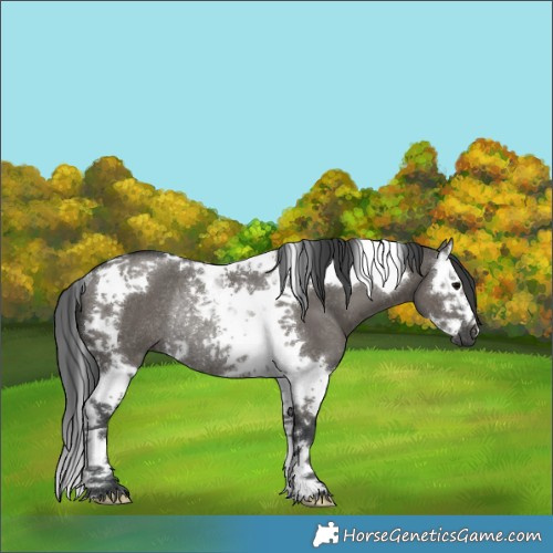 Horse Color:Grullo Splash Tobiano Rabicano 