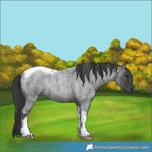 Horse Color:Blue Roan Tobiano Rabicano 