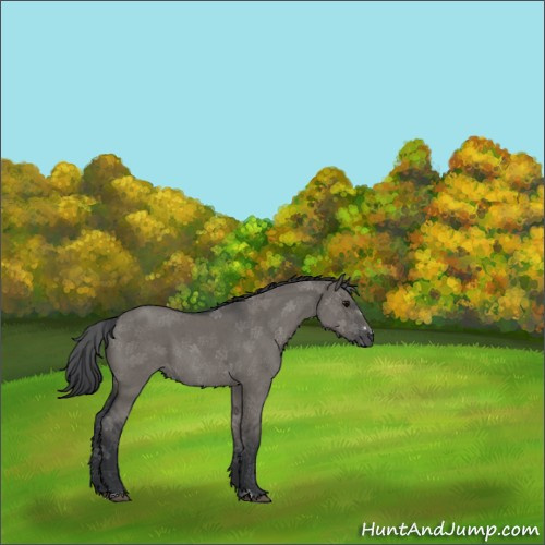 Horse Color:Grullo Roan Sabino Rabicano 