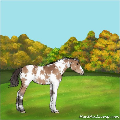 Horse Color:White Spotted Buckskin Ice 