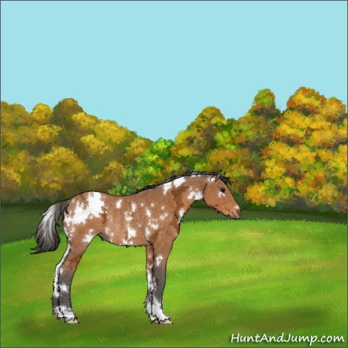 Horse Color:White Spotted Buckskin Ice Rabicano 