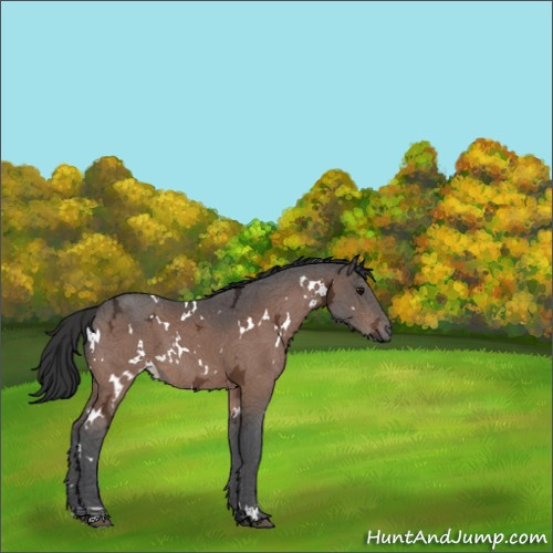 Horse Color:White Spotted Bay Ice 