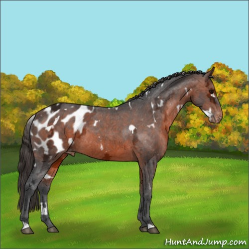 Horse Color:White Spotted Bay Ice Appaloosa Rabicano 