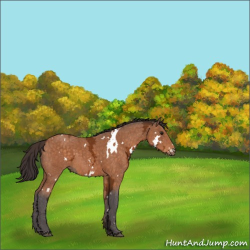 Horse Color:White Spotted Buckskin Ice Rabicano 