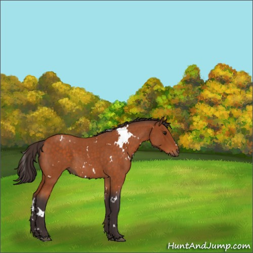 Horse Color:White Spotted Buckskin Roan 