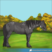 Horse Color:White Spotted Smoky Black Ice Rabicano 