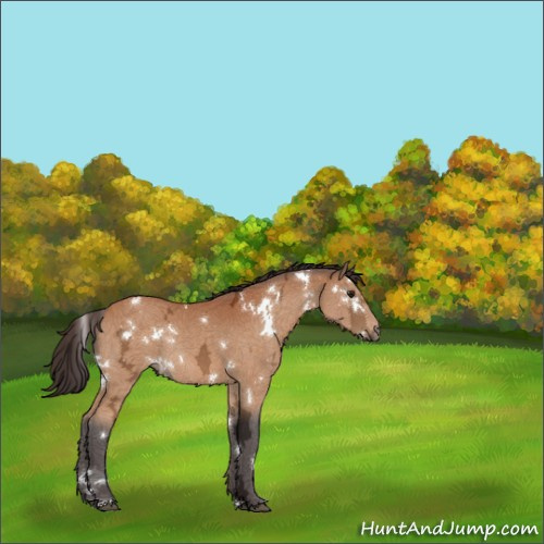 Horse Color:White Spotted Buckskin Ice Rabicano 