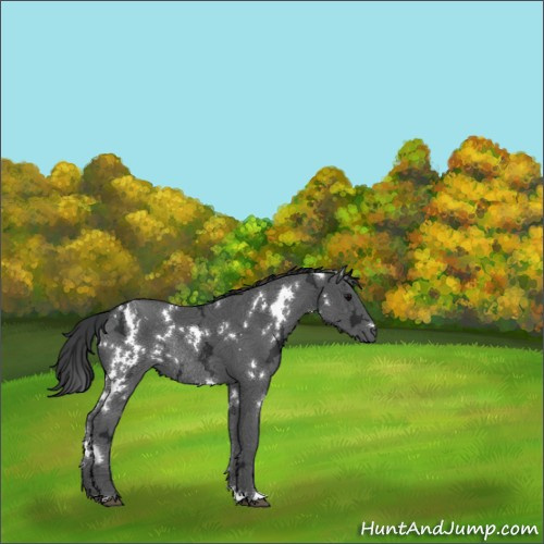 Horse Color:White Spotted Black Ice Rabicano 