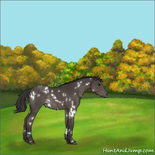 Horse Color:White Spotted Smoky Black Rabicano 