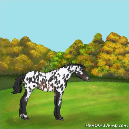 Horse Color:White Spotted Brown Appaloosa 