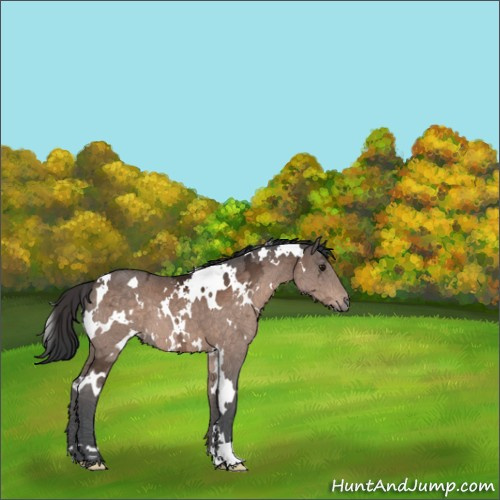 Horse Color:White Spotted Brown Ice 
