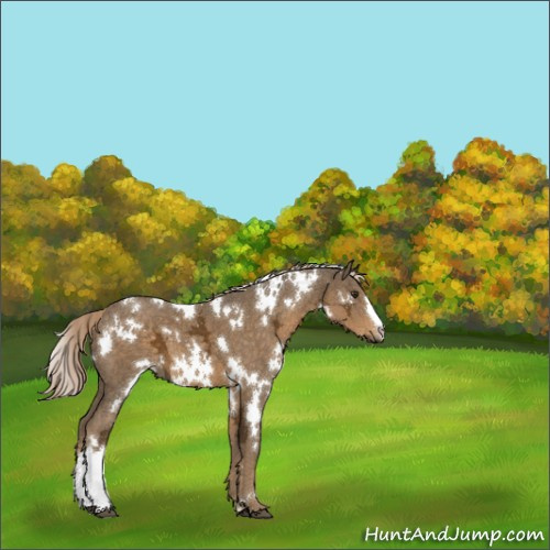 Horse Color:White Spotted Chocolate Palomino Ice 
