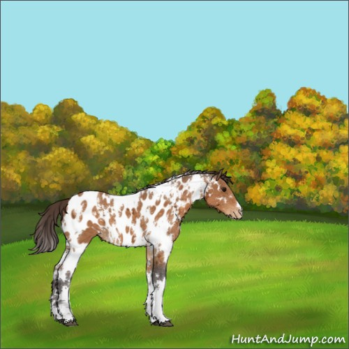 Horse Color:White Spotted Buckskin Ice Appaloosa 