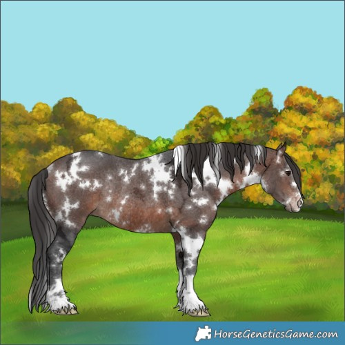 Horse Color:White Spotted Brown Ice Rabicano 