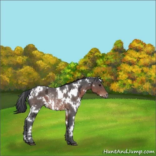 Horse Color:White Spotted Brown Ice Rabicano 