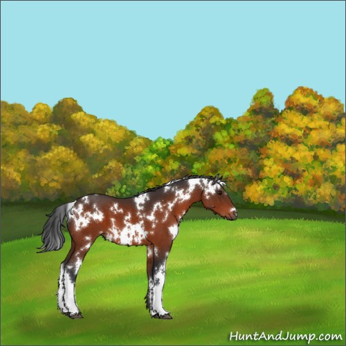 Horse Color:White Spotted Brown 