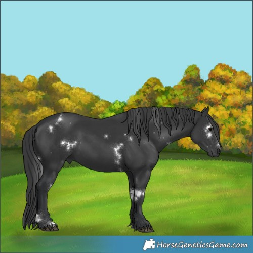 Horse Color:White Spotted Black 