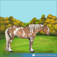 Horse Color:White Spotted Chocolate Palomino 