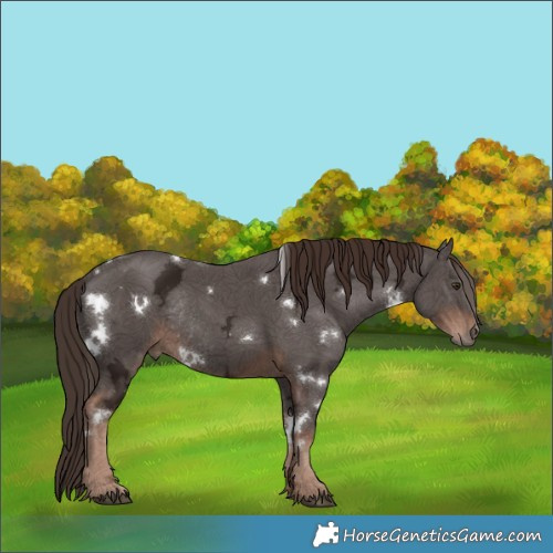 Horse Color:White Spotted Liver Chestnut Ice Rabicano 