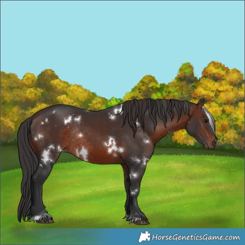 Horse Color:White Spotted Brown Rabicano 