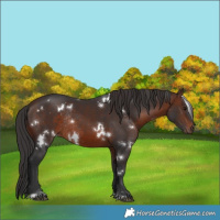 Horse Color:White Spotted Brown Rabicano 