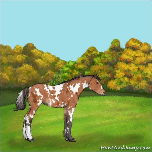 Horse Color:White Spotted Buckskin Ice 