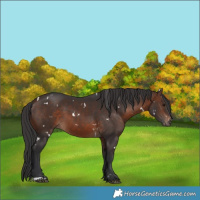 Horse Color:White Spotted Brown 