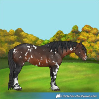 Horse Color:White Spotted Brown 