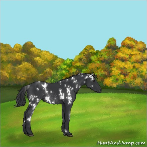 Horse Color:White Spotted Black Rabicano 