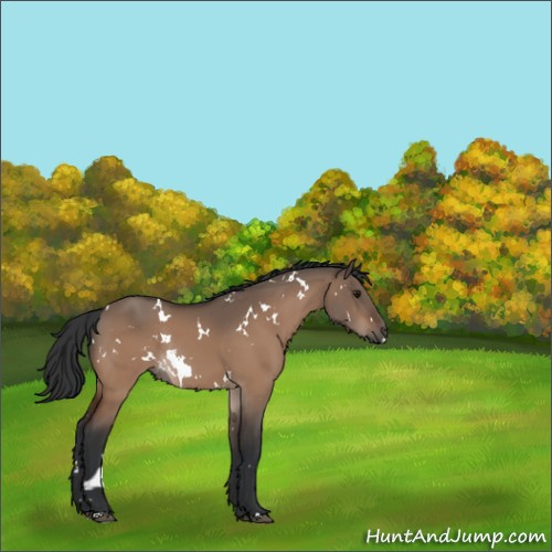 Horse Color:White Spotted Bay Dun Rabicano 