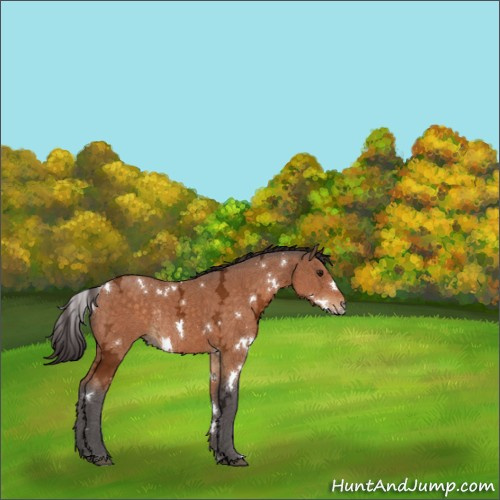 Horse Color:White Spotted Buckskin Ice Rabicano 