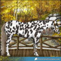 Horse Color:Liver Chestnut Leopard 