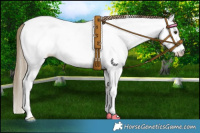 Horse Color:Liver Red Dun Sabino Appaloosa 