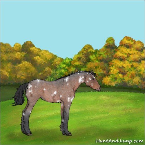 Horse Color:White Spotted Bay Ice Roan Rabicano 