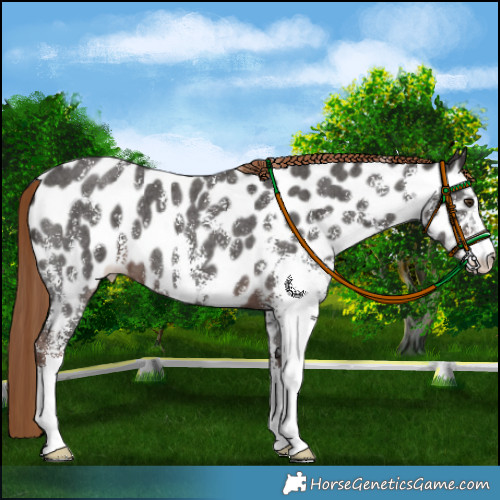 Horse Color:Liver Chestnut Sabino Appaloosa 