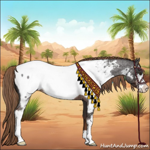 Horse Color:Liver Red Roan Sabino Appaloosa 