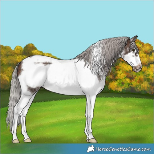 Horse Color:White Spotted Silver Brown Tobiano Frame Rabicano 