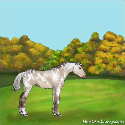 Horse Color:White Spotted Liver Red Dun Mushroom 