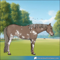 Horse Color:White Spotted Liver Red Dun Mushroom 