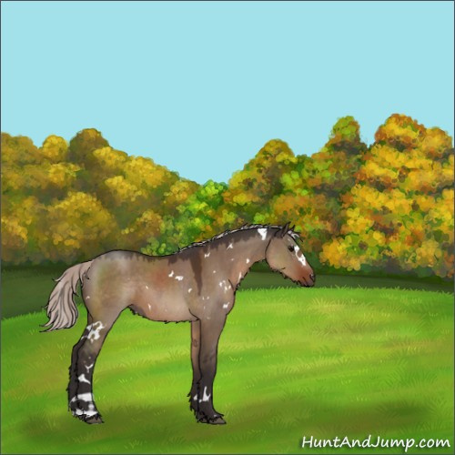 Horse Color:White Spotted Silver Brown Dun 