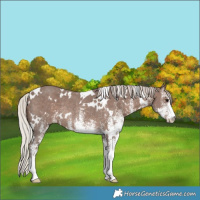 Horse Color:White Spotted Silver Black Rabicano 