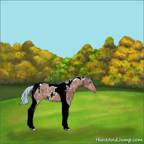 Horse Color:Painted White Spotted Silver Brown Ice Tobiano Rabicano 