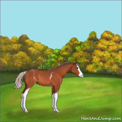 Horse Color:White Spotted Silver Brown Splash Rabicano 
