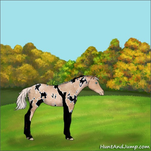 Horse Color:White Spotted Silver Buckskin Pearl Tobiano Rabicano 