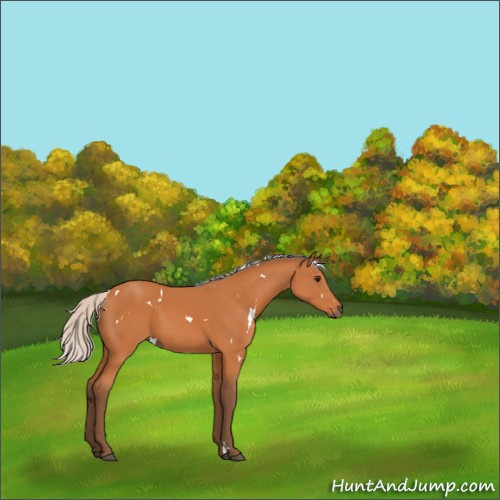 Horse Color:White Spotted Silver Bay Sabino 