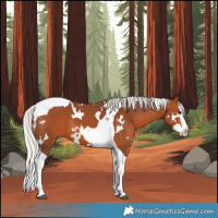 Horse Color:White Spotted Silver Bay Splash Tobiano