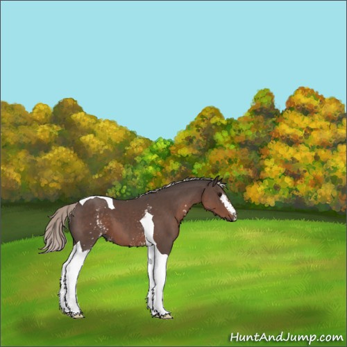 Horse Color:White Spotted Silver Black Tobiano 