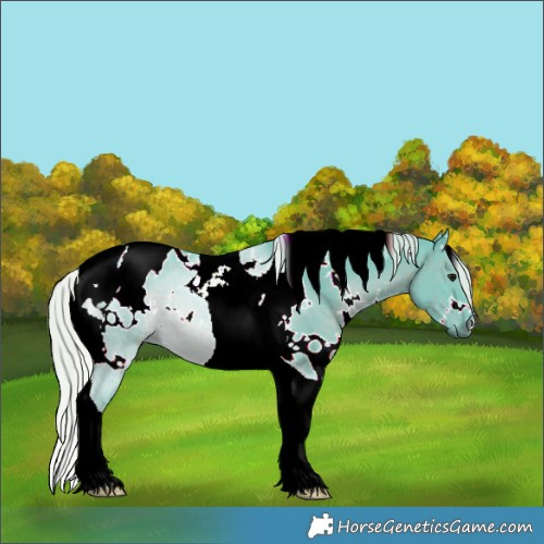 Horse Color:Watercolor White Spotted Silver Black Tobiano 
